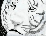 Tiger-drawing-8077155-600-475