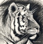 tiger-pencil-drawing