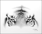 tiger_eyes