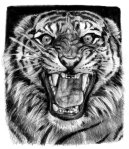 tiger_sketch_2_by_sabbathsoul-d35cc7t