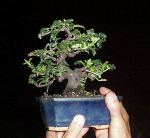 vdan bonsai1