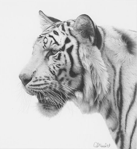 work.4231856.2.flat,550x550,075,f.white-tiger