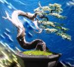 1045071_157124754475768_810951386_n