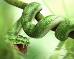 3d_animals_-_Snake