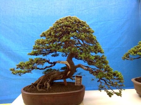 432343_265022476910879_92504559_n