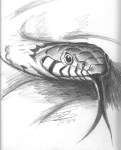 Snake-2