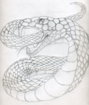 snake_sketch_by_swordman16-d2yv3ps
