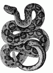Snakes_tattoo_292