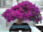 02-Bougainvillea-bonsai-lorna-toledo