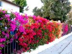 041708_bougainvillea