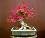 218180_487145571296123_707566986_n