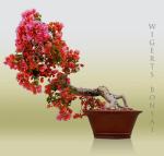 524448_424575317553149_133142576696426_1676909_1903618498_n