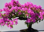 bonsai bougainvillea2