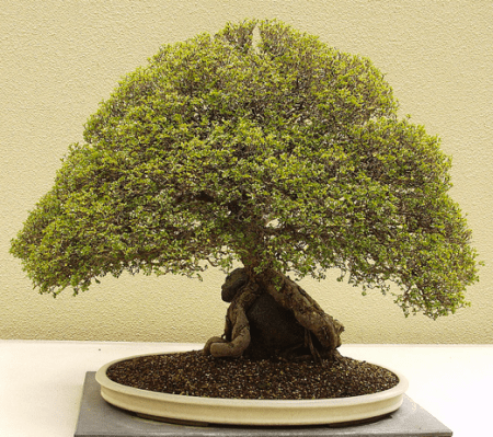 Captura de Tela 2013-08-20 às 23.50.50