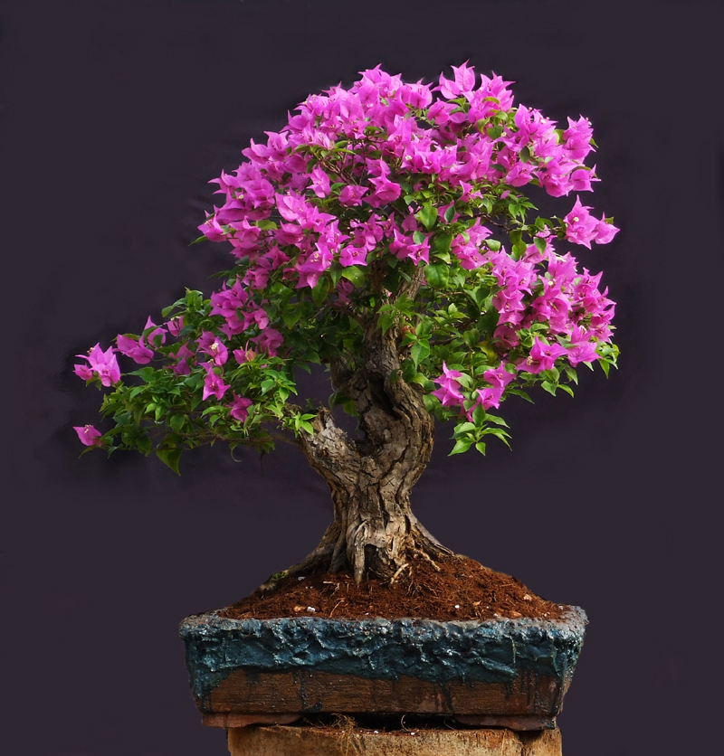 ec_bugainvillea | Aido Bonsai