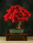 na043_bougainvillea_glabra