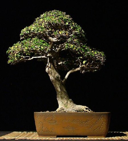 Thomas_Mozden_gallery_ulmus_Parvifolia_4