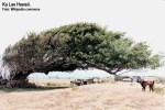 wind-blown_tree_ka_lae_hawaii