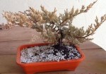 juniperus