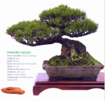 Captura de Tela 2017-04-20 às 10.06.13&nbsp;PM