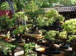 DSC00683